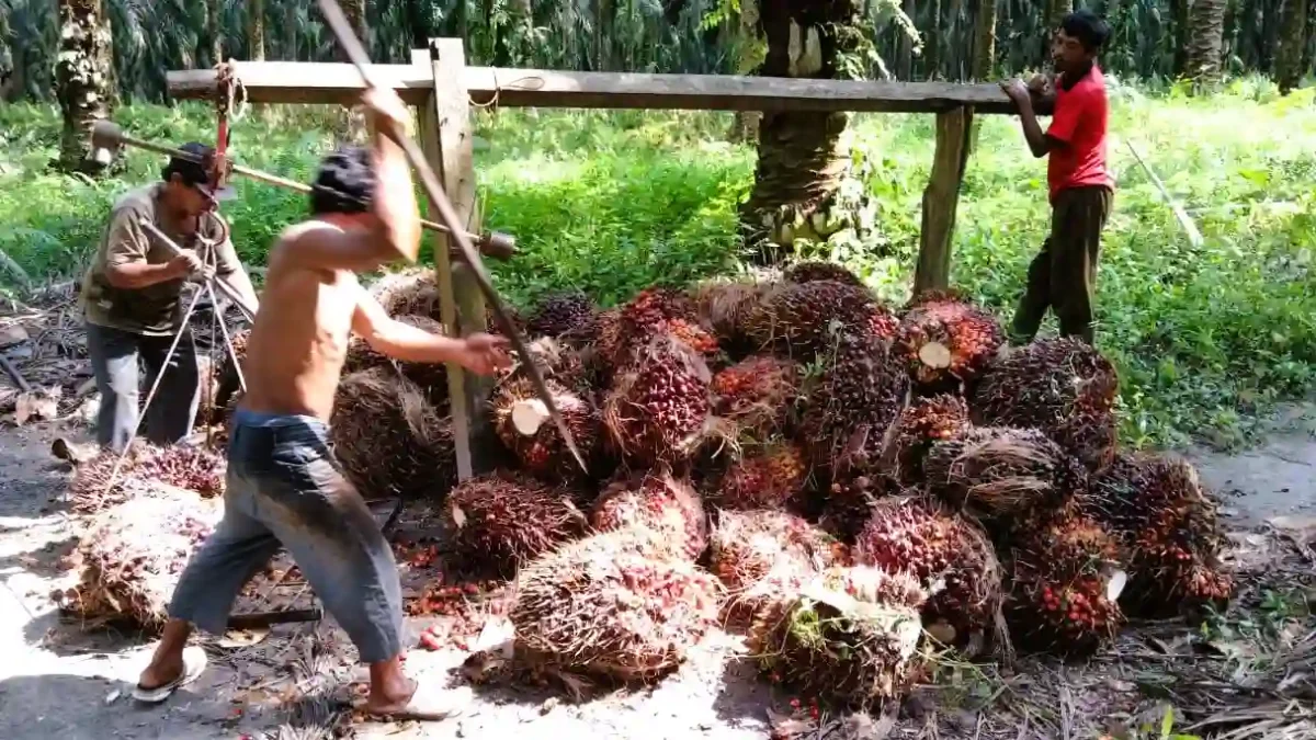 Harga Sawit Jambi Hari Ini 19 Juni 2026 Turun Tipis, Petani Terima di Bawah Harga Pabrik. (Foto: ilustrasi/net/riau1)