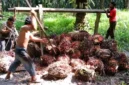 Harga Sawit Jambi Hari Ini 19 Juni 2026 Turun Tipis, Petani Terima di Bawah Harga Pabrik. (Foto: ilustrasi/net/riau1)