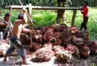 Harga Sawit Jambi Hari Ini 19 Juni 2026 Turun Tipis, Petani Terima di Bawah Harga Pabrik. (Foto: ilustrasi/net/riau1)