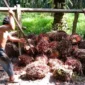 Harga Sawit Jambi Hari Ini 19 Juni 2026 Turun Tipis, Petani Terima di Bawah Harga Pabrik. (Foto: ilustrasi/net/riau1)
