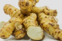 Ternyata Kencur Tak Hanya untuk Jamu, Khasiatnya Bisa Bantu Turunkan Kolesterol dan Jaga Pencernaan. (Foto: naturalfarm)