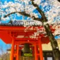 Pulang dari Jepang Mulai 1 Juli 2026 Kena Pajak Rp332 Ribu. (Foto: tripzilla)