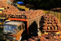 Jambi Masuk Daftar Pengawasan, Ratusan Pabrik Sawit Diduga Beli TBS Petani di Bawah Harga Wajar. (Foto: ANTARA FOTO/SYIFA YULINNAS/detik)
