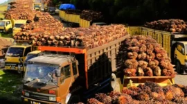 Jambi Masuk Daftar Pengawasan, Ratusan Pabrik Sawit Diduga Beli TBS Petani di Bawah Harga Wajar. (Foto: ANTARA FOTO/SYIFA YULINNAS/detik)