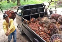 Harga Sawit Jambi Naik Lagi, TBS Tembus Rp3.941 per Kg Jelang Awal Agustus 2026. (Foto: Net/riau1)