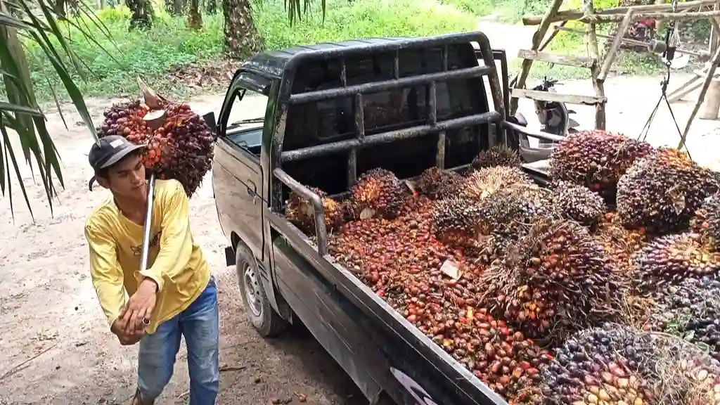 Harga Sawit Jambi Naik Lagi, TBS Tembus Rp3.941 per Kg Jelang Awal Agustus 2026. (Foto: Net/riau1)