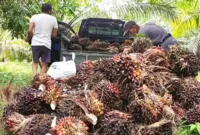 Harga Sawit Sumut Turun Tipis, TBS Usia Produktif Kini Rp3.962,27 per Kg. (Foto: Wawan/radarbengkulu)