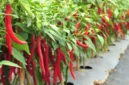 Cara Agar Cabai Tetap Produktif Meski Sudah Berbuah Berkali-kali. (Foto: Shutterstock/Jarun Permsup/kompas)