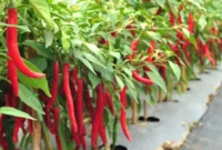 Cara Agar Cabai Tetap Produktif Meski Sudah Berbuah Berkali-kali. (Foto: Shutterstock/Jarun Permsup/kompas)