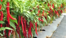 Cara Agar Cabai Tetap Produktif Meski Sudah Berbuah Berkali-kali. (Foto: Shutterstock/Jarun Permsup/kompas)