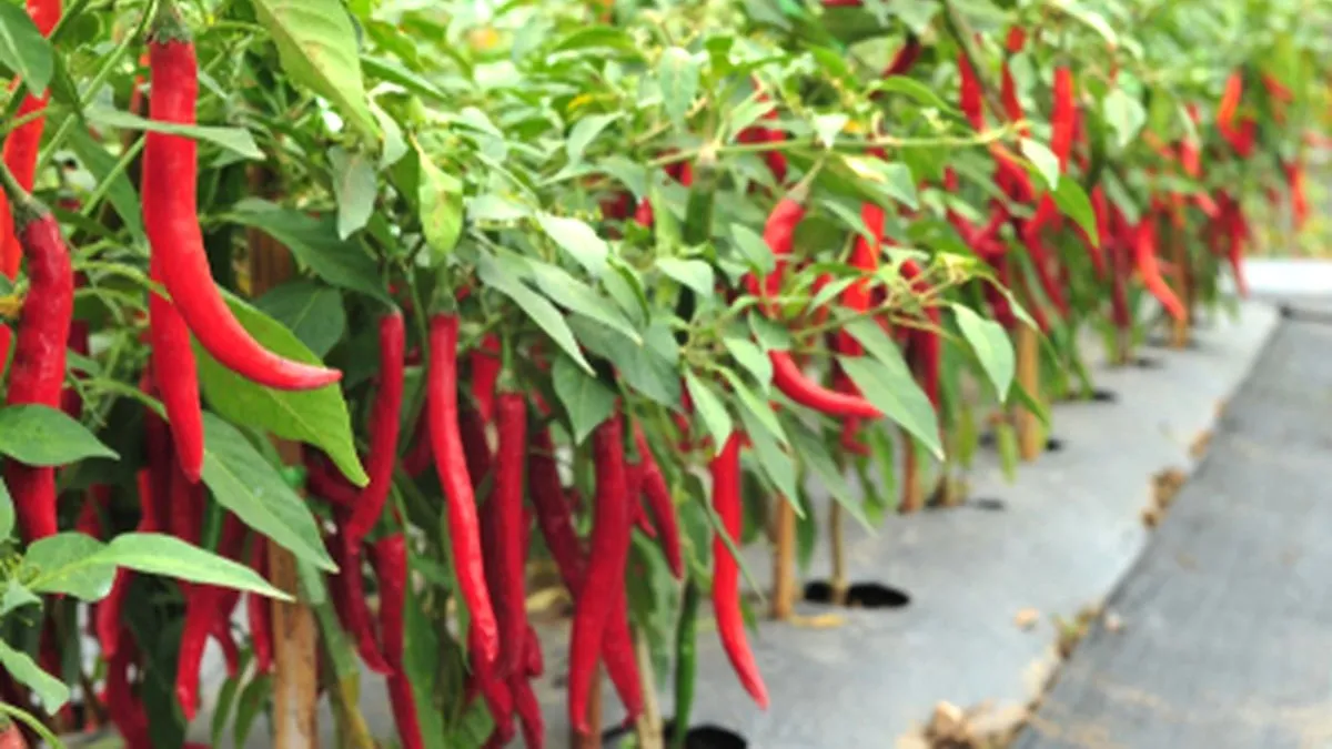Cara Agar Cabai Tetap Produktif Meski Sudah Berbuah Berkali-kali. (Foto: Shutterstock/Jarun Permsup/kompas)