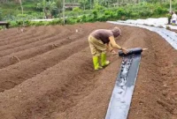 Rahasia Lahan Cabai Selalu Subur, Cara Mas Imung Tekan Biaya dan Hasilkan Panen Melimpah. (Foto: bisatani)