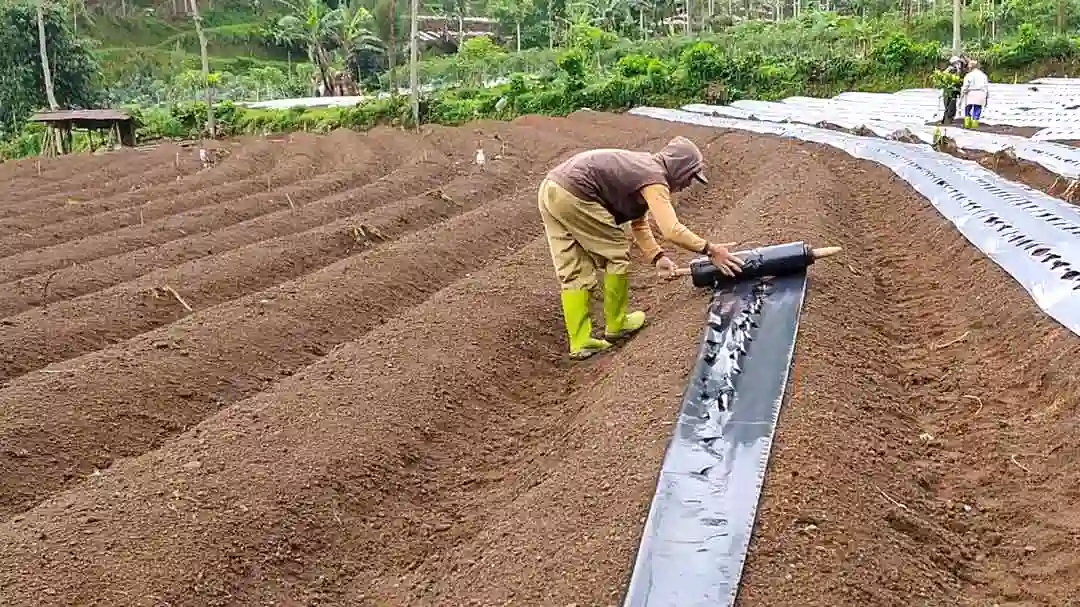 Rahasia Lahan Cabai Selalu Subur, Cara Mas Imung Tekan Biaya dan Hasilkan Panen Melimpah. (Foto: bisatani)