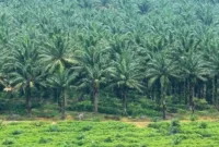 Apakah Sawit Bisa Menggantikan Hutan? Pakar Jelaskan Fakta dan Dampaknya. (Foto: pkt-group)