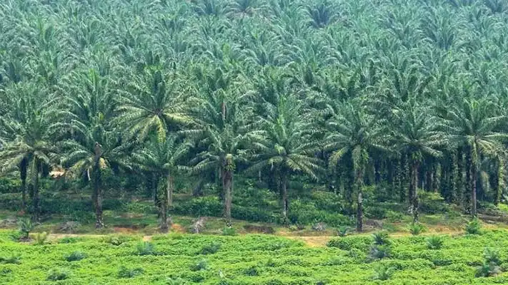 Apakah Sawit Bisa Menggantikan Hutan? Pakar Jelaskan Fakta dan Dampaknya. (Foto: pkt-group)