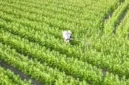 Petani Rugi Besar Gara-Gara AI, 10 Hektar Bibit Wijen Mati. (Foto: mundus-agri)