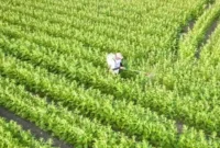 Petani Rugi Besar Gara-Gara AI, 10 Hektar Bibit Wijen Mati. (Foto: mundus-agri)