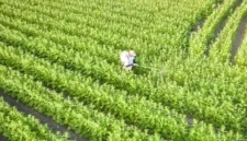 Petani Rugi Besar Gara-Gara AI, 10 Hektar Bibit Wijen Mati. (Foto: mundus-agri)