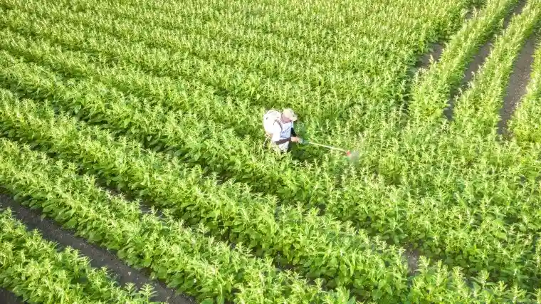 Petani Rugi Besar Gara-Gara AI, 10 Hektar Bibit Wijen Mati. (Foto: mundus-agri)