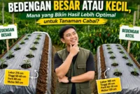 Bedengan Besar atau Kecil, Mana yang Bikin Hasil Lebih Optimal untuk Tanaman Cabai? (Foto: AI)