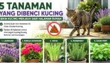 Kucing Sering Buang Kotoran di Halaman? Tanam 5 Tanaman Ini agar Menjauh. (Foto: AI)
