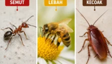 Belajar dari Semut, Lebah, dan Kecoak, Begini Cara Mereka Mengambil Keputusan. (Foto: AI)