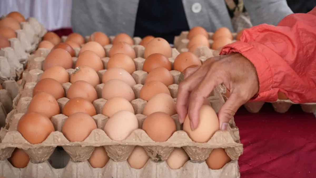 Cara Memilih dan Menyimpan Telur Ayam agar Tetap Segar, Ini Saran Pakar UNS. (Foto: Gusti/mediacenter.palangkaraya)