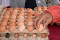 Cara Memilih dan Menyimpan Telur Ayam agar Tetap Segar, Ini Saran Pakar UNS. (Foto: Gusti/mediacenter.palangkaraya)