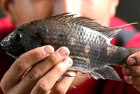 Di Indonesia Ikan Nila Banyak Dicari, tapi Spesies Ini Jadi Ancaman di Negara Tetangga, Ada Apa? (Foto: jernih)