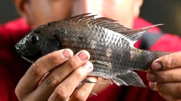 Di Indonesia Ikan Nila Banyak Dicari, tapi Spesies Ini Jadi Ancaman di Negara Tetangga, Ada Apa? (Foto: jernih)