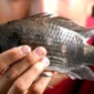 Di Indonesia Ikan Nila Banyak Dicari, tapi Spesies Ini Jadi Ancaman di Negara Tetangga, Ada Apa? (Foto: jernih)