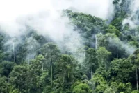 9 Taman Nasional Tutup Sementara Jalur Pendakian, TNKS Masuk Daftar. (Foto: direktoripariwisata/idntimes)
