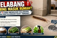 Kelabang Sering Masuk Rumah? Ini 9 Cara Mengusirnya dan Pertolongan Saat Tergigit. (Gambar: Ilustrasi AI)