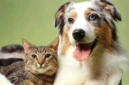 Cara Anjing dan Kucing Melihat Warna, Benarkah Mereka Buta Warna? (Foto: Getty Images/manchestereveningnews)