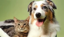 Cara Anjing dan Kucing Melihat Warna, Benarkah Mereka Buta Warna? (Foto: Getty Images/manchestereveningnews)