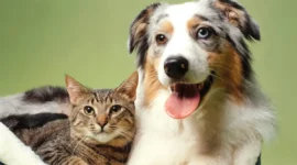 Cara Anjing dan Kucing Melihat Warna, Benarkah Mereka Buta Warna? (Foto: Getty Images/manchestereveningnews)