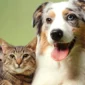 Cara Anjing dan Kucing Melihat Warna, Benarkah Mereka Buta Warna? (Foto: Getty Images/manchestereveningnews)