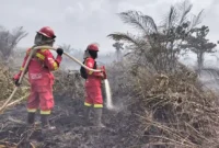Karhutla di Taman Nasional Berbak dan Sembilang Meluas, Petugas Terkendala Sumber Air. (Foto: Dok Daops Manggala Agni Kota Jambi/mediaindonesia)