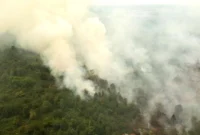 Kemenhut Sanksi 32 Perusahaan Terkait Karhutla, Dua di Jambi. (Foto: ANTARA FOTO/SYIFA YULINNAS/cnnindonesia)