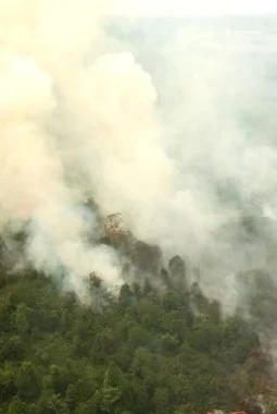 Kemenhut Sanksi 32 Perusahaan Terkait Karhutla, Dua di Jambi