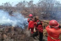 Karhutla Jambi Capai 4.335 Hektare, Batanghari Catat Luas Kebakaran Terbesar. (Foto: kehutanan)