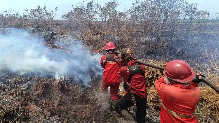 Karhutla Jambi Capai 4.335 Hektare, Batanghari Catat Luas Kebakaran Terbesar. (Foto: kehutanan)