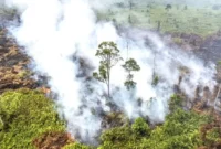 Kebakaran Hutan dan Lahan di Jambi Capai 4.363,86 Hektare, 18 Orang Jadi Tersangka. (Foto: detik)