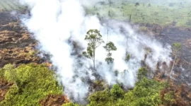 Kebakaran Hutan dan Lahan di Jambi Capai 4.363,86 Hektare, 18 Orang Jadi Tersangka. (Foto: detik)