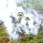 Kebakaran Hutan dan Lahan di Jambi Capai 4.363,86 Hektare, 18 Orang Jadi Tersangka. (Foto: detik)