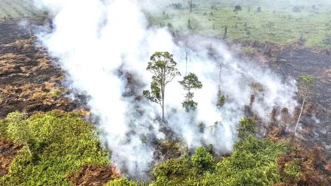 Kebakaran Hutan dan Lahan di Jambi Capai 4.363,86 Hektare, 18 Orang Jadi Tersangka. (Foto: detik)