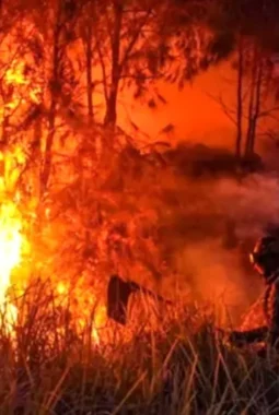 Dua Petani Tanjabbar Jadi Tersangka Karhutla, Ini Kronologi dan Pengakuan Salah Satunya
