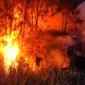 Dua Petani Tanjabbar Jadi Tersangka Karhutla, Ini Kronologi dan Pengakuan Salah Satunya. (Foto: Istimewa/mabur)
